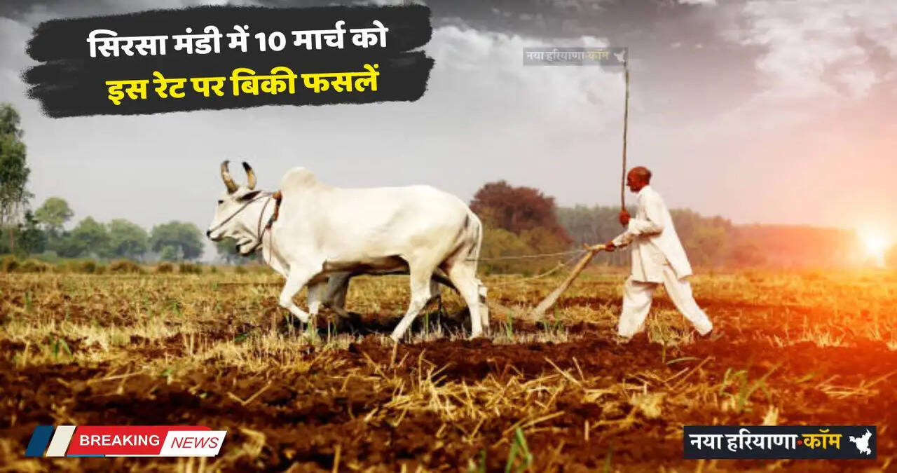 Mandi Bhav: सिरसा मंडी में 10 मार्च को इस रेट पर बिकी फसलें, देखें नए भाव