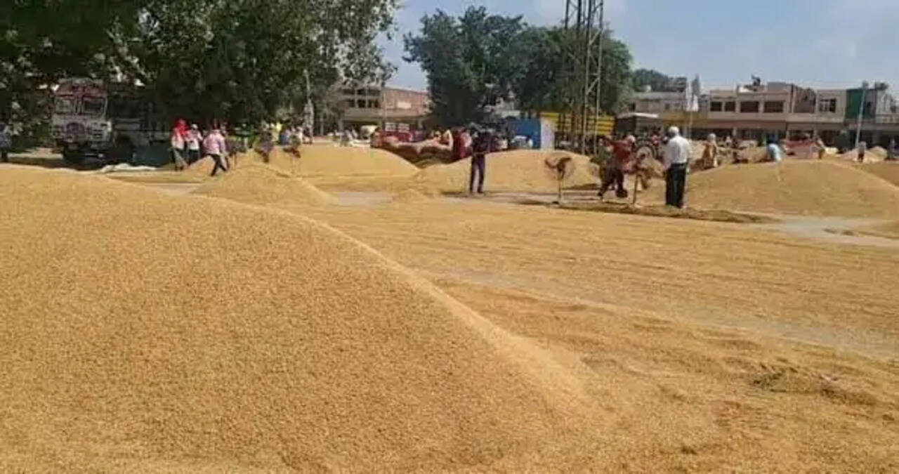 &nbsp;जिला की मंडियों में 15013 मीट्रिक टन धान की खरीद
