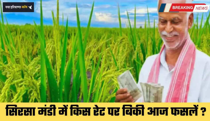 Mandi Bhav: हरियाणा की सिरसा मंडी के नए भाव जारी, देखें किस रेट पर बिकी फसलें ?