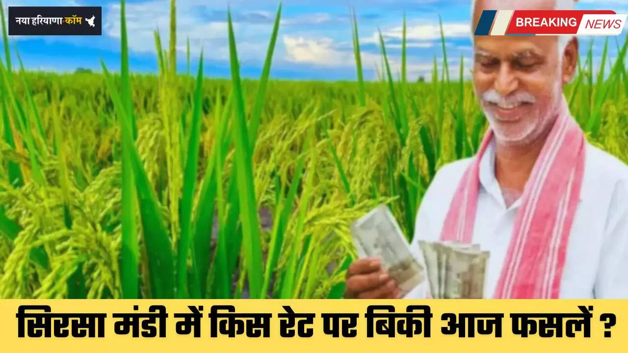 Mandi Bhav: हरियाणा की सिरसा मंडी के नए भाव जारी, देखें किस रेट पर बिकी फसलें ?