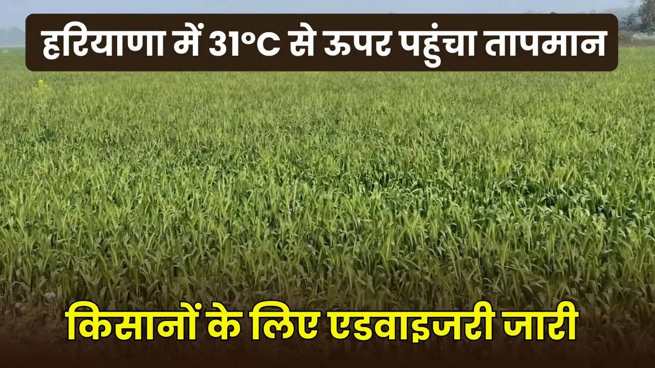 haryana weather