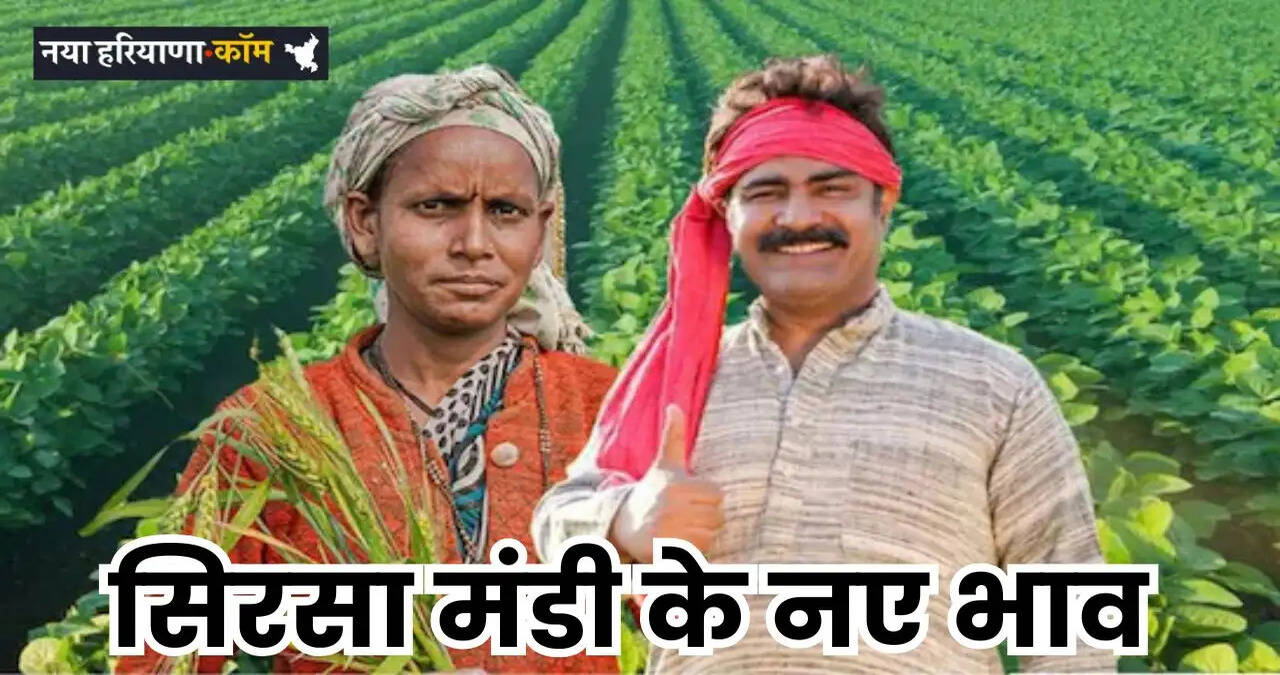 Mandi Bhav: हरियाणा की सिरसा मंडी में इस रेट पर बिक रही फसलें, देखें आज के नए भाव&nbsp;