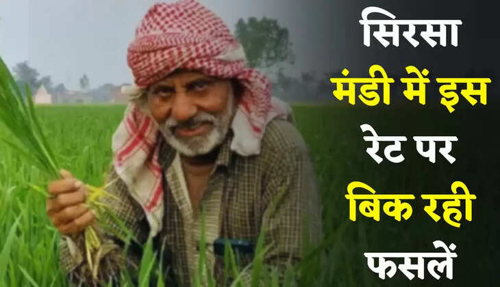 Mandi Bhav: हरियाणा की सिरसा मंडी में इस रेट पर बिक रही फसलें, देखें आज का ताजा भाव