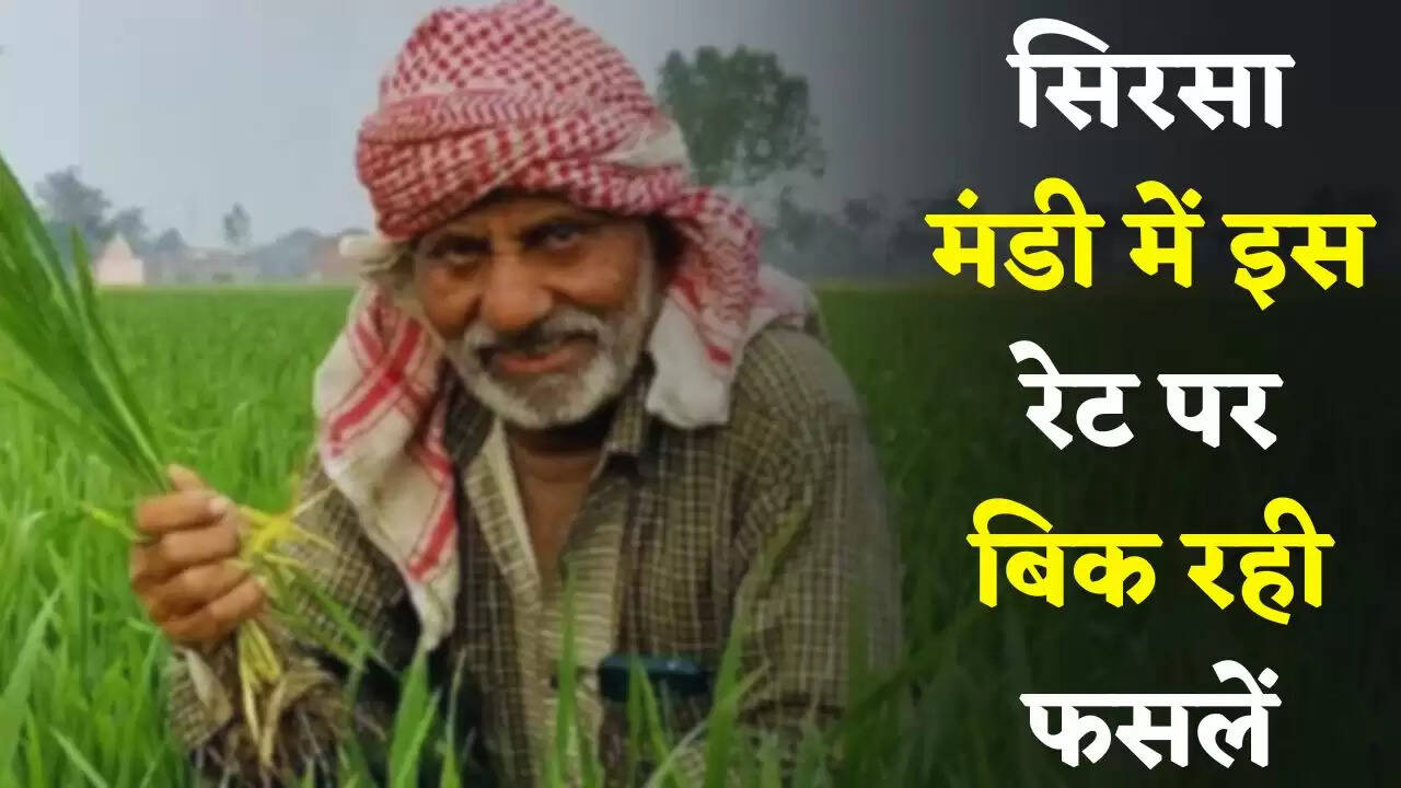 Mandi Bhav: हरियाणा की सिरसा मंडी में इस रेट पर बिक रही फसलें, देखें आज का ताजा भाव