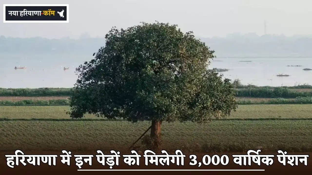 These trees in Haryana will receive an annual pension of ₹3,000.