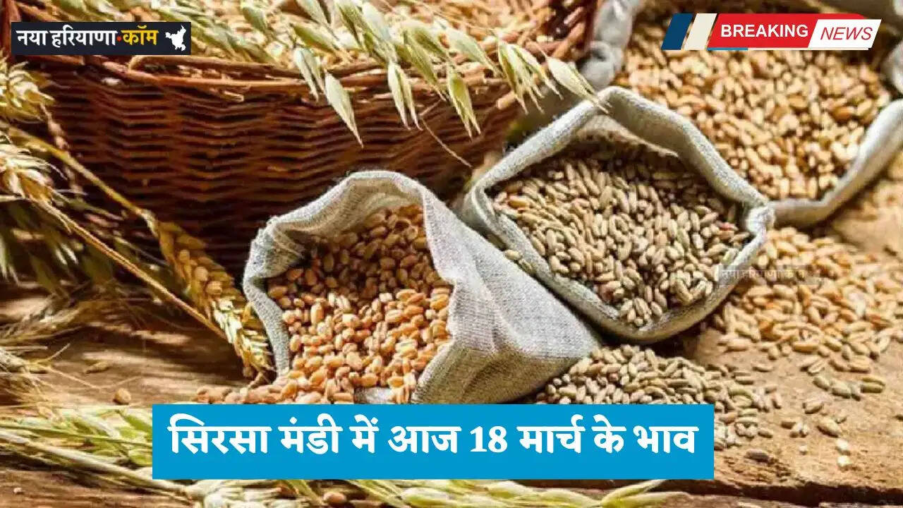 Mandi Bhav: सिरसा मंडी में आज 18 मार्च को किस रेट पर बिकी फसलें, देखें आज के नए भाव&nbsp;