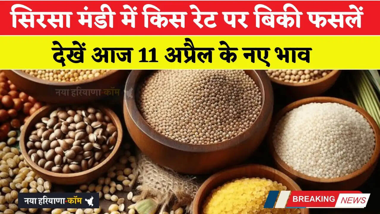 हरियाणा की सिरसा मंडी में आज 11 अप्रैल को किस रेट पर बिकी फसलें, देखें नए भाव