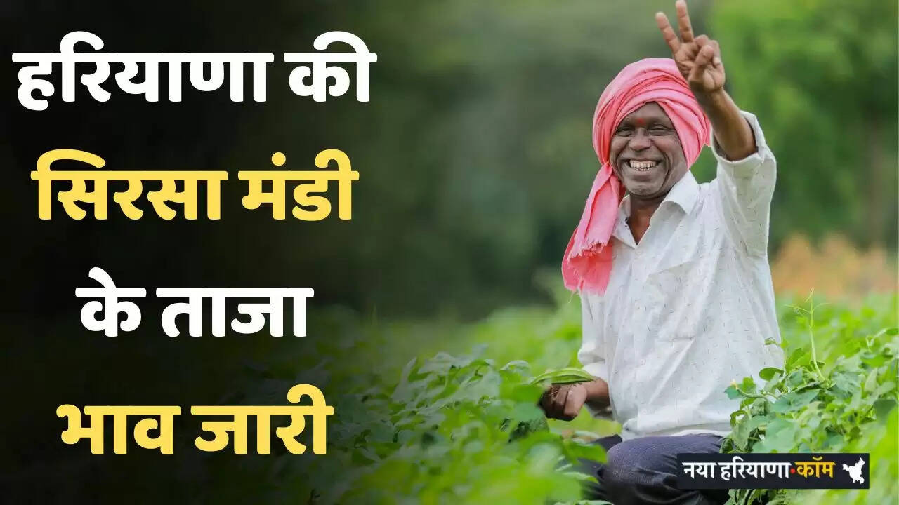 Mandi Bhav: हरियाणा की सिरसा मंडी में इस रेट पर बिक रही फसलें, देखें आज के नए भाव&nbsp;