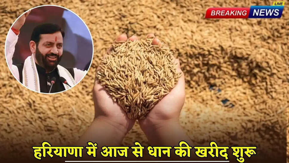 Paddy procurement begins in Haryana from today