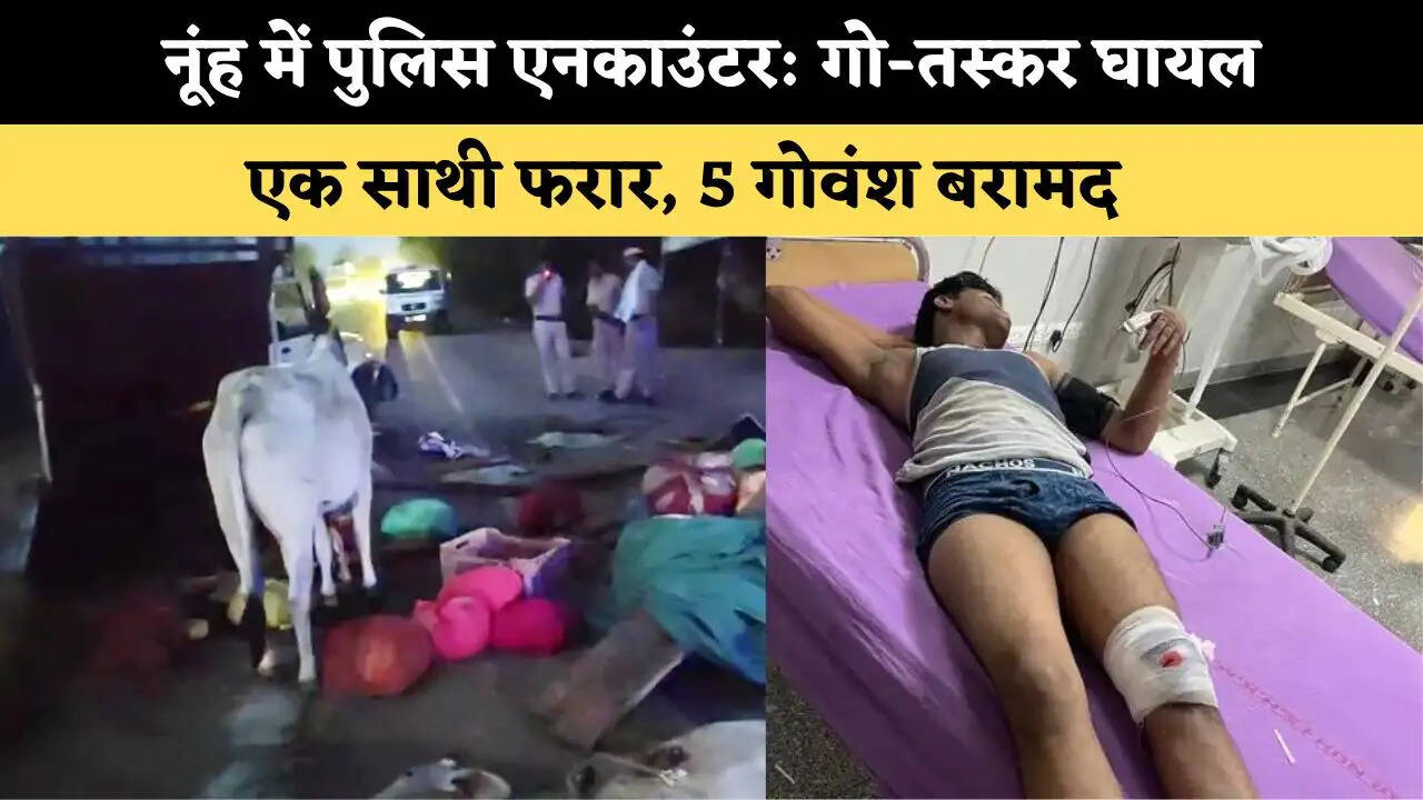 नूंह में पुलिस एनकाउंटर: गो-तस्कर घायल, एक साथी फरार, 5 गोवंश बरामद 