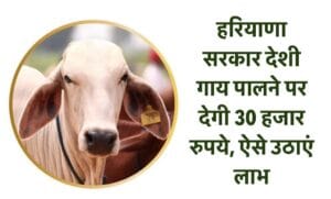 haryana-government-will-give-rs-30-thousand-for-rearing-indigenous-cows